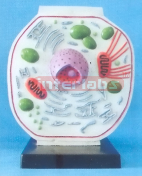 VERTICAL ANIMAL CELL MODEL